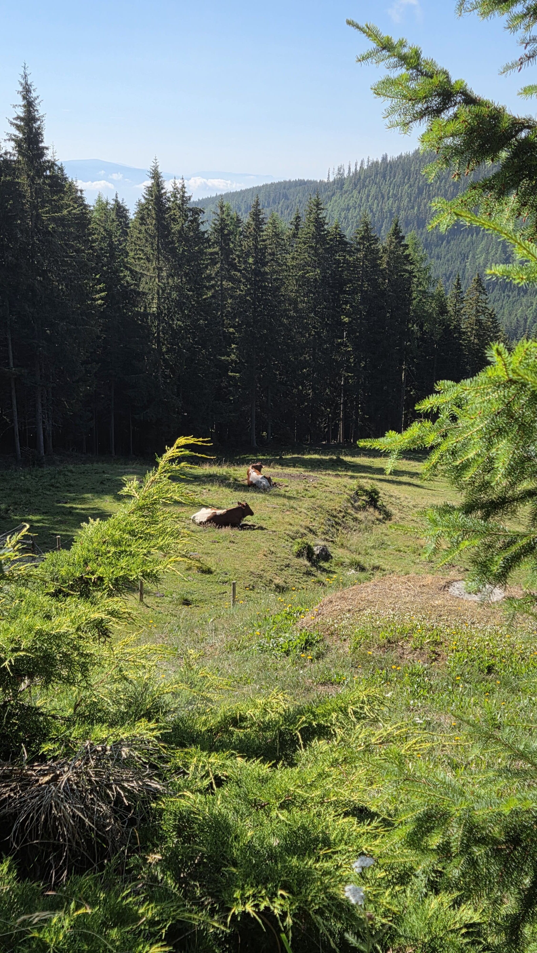 Almhaus Bettina - Wiese mit Wald und Kühe