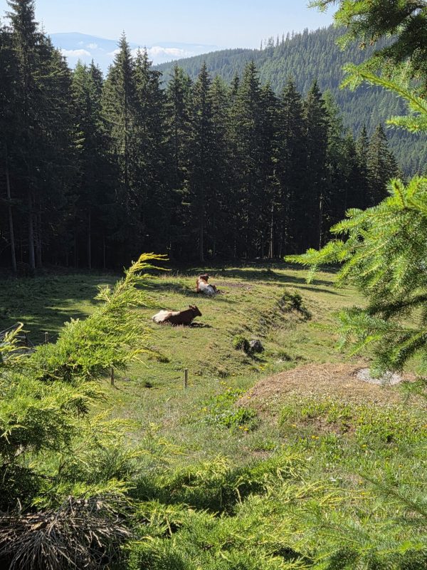 Almhaus Bettina - Wiese mit Wald und Kühe